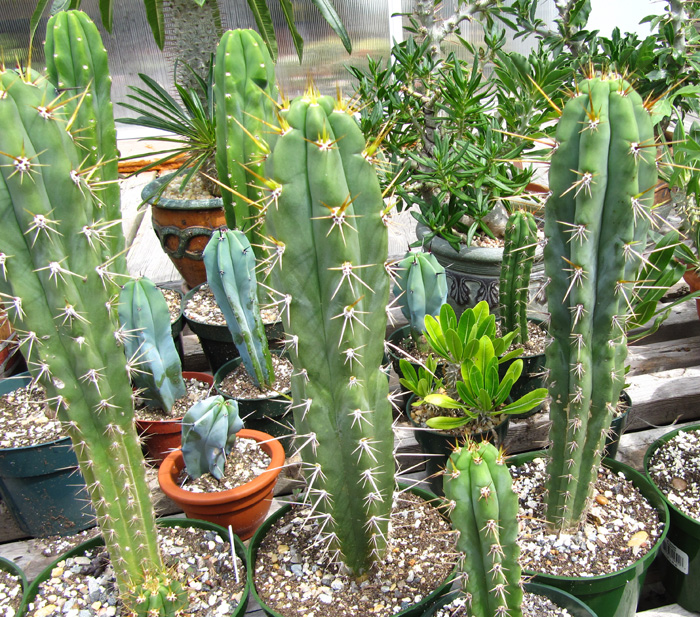 Trichocereus peruvianus three year olds